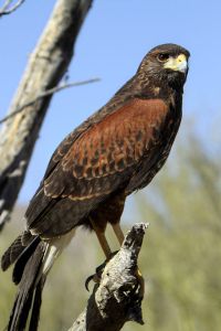 The Harris Hawk. Cool-looking but definitely not Tudor. Photo by Alan Vernon.