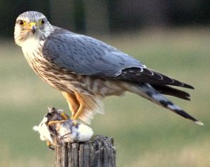 A merlin. Definitely not rubbish, especially if you like eating partridge. Photo by Just A Prairie Boy